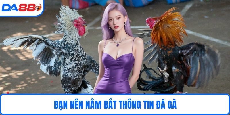 Bạn nên nắm bắt thông tin đá gà 