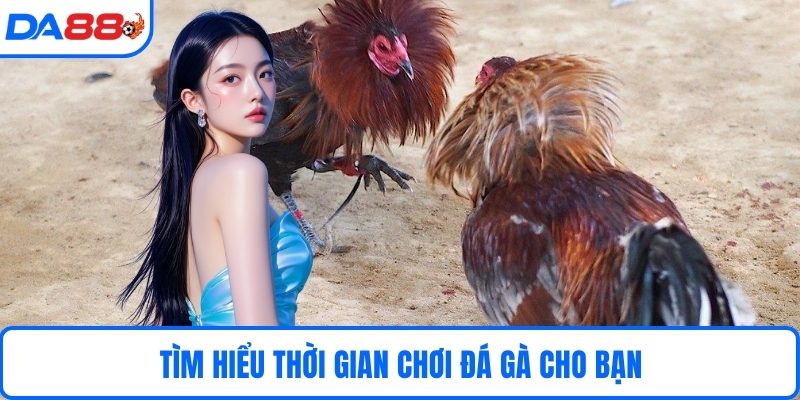 Tìm hiểu thời gian chơi đá gà cho bạn 