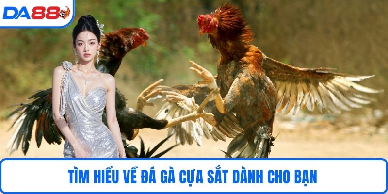 Tìm hiểu về đá gà cựa sắt dành cho bạn 
