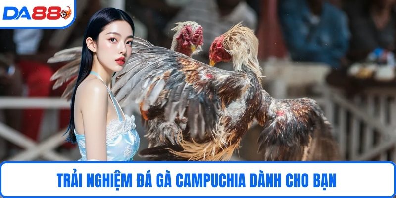 Trải nghiệm đá gà campuchia dành cho bạn